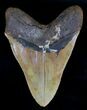 Serrated Megalodon Tooth - North Carolina #18389-2